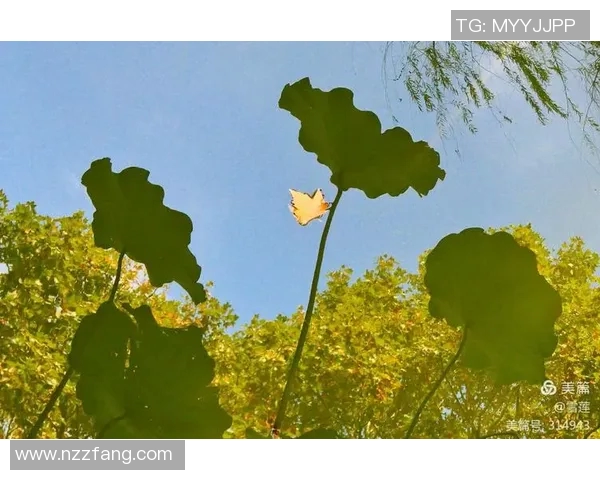 黑猫足球明星名字大全及其成就分析与职业生涯回顾